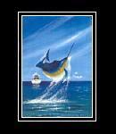 Sailfish